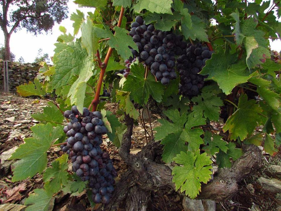 Готель Casa Do Poco - Douro Пезу-да-Регуа Екстер'єр фото