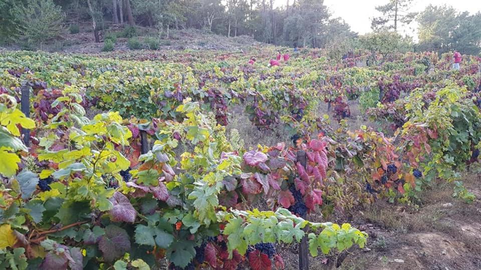 Готель Casa Do Poco - Douro Пезу-да-Регуа Екстер'єр фото